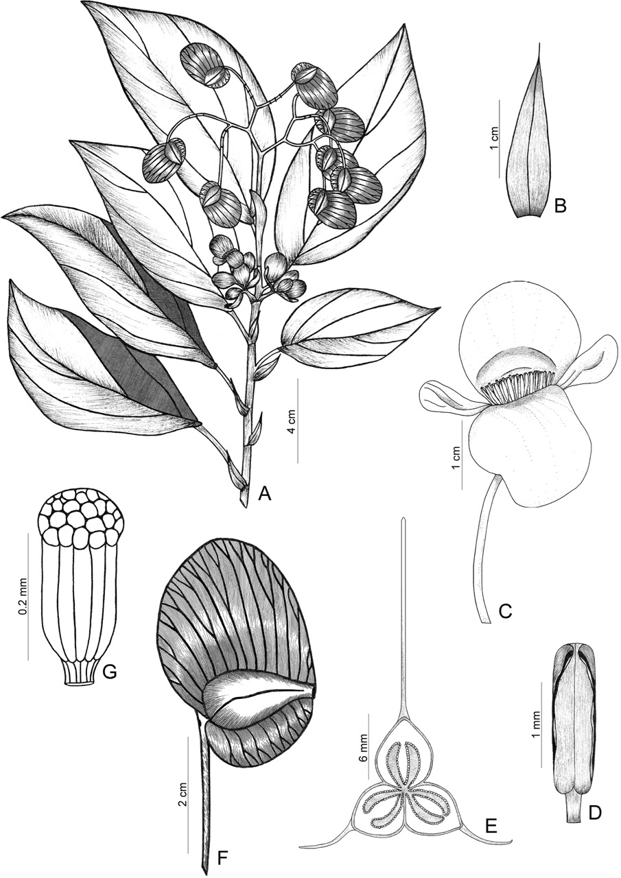 B. elianeae